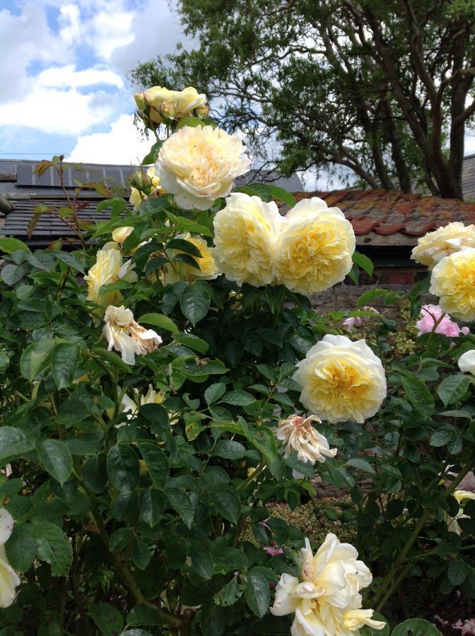 Orchard Cottage, Clematis Cottages, Stamford. Accessible Luxury Home. Екстер'єр фото